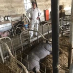 Person in white suit standing over pigs in a pen.